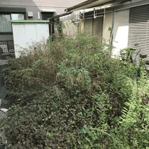 宇都宮市／特殊清掃・草刈り / 作業前 05